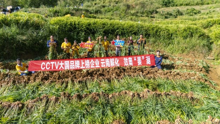 墨江象鼻村生姜大丰登！从种植、施肥到采摘，云南解化全程“呵护”