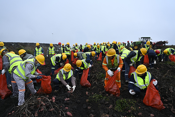 《黑土生金  薯香满田——先煤职工劳作庆丰登》作者：马明媛.jpg